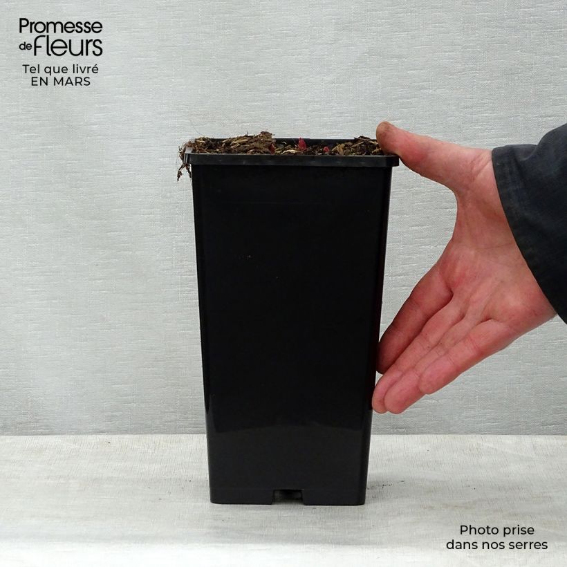 Amostra de Peónia chinesa Buckeye Belle Vaso de 3 L/4 L tal como entregue na primavera