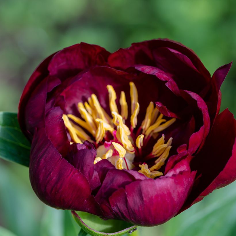 Peónia chinesa Buckeye Belle (Floração)