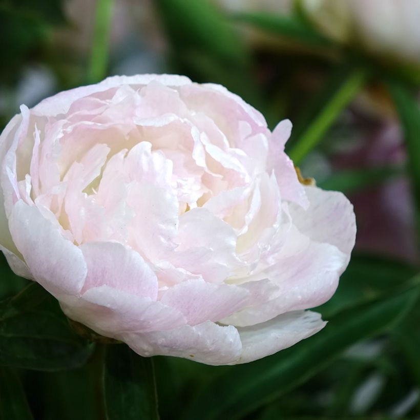 Peónia chinesa Chiffon Parfait (Floração)