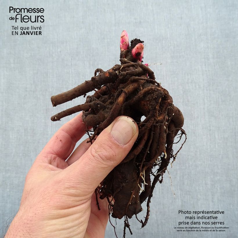 Amostra de Pivoine lactiflora Doreen Cepo 3/5 olhos tal como entregue no inverno