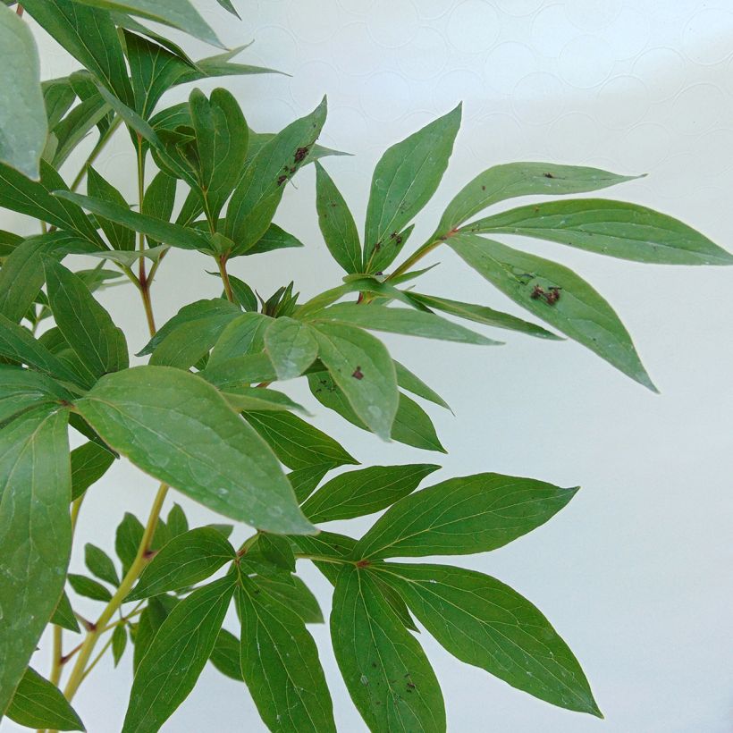 Peónia chinesa Dr Alexander Fleming (Folhagem)