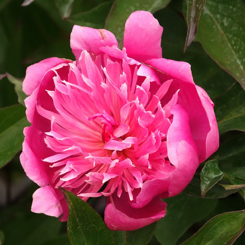 Peónia chinesa Edulis Superba (Floração)