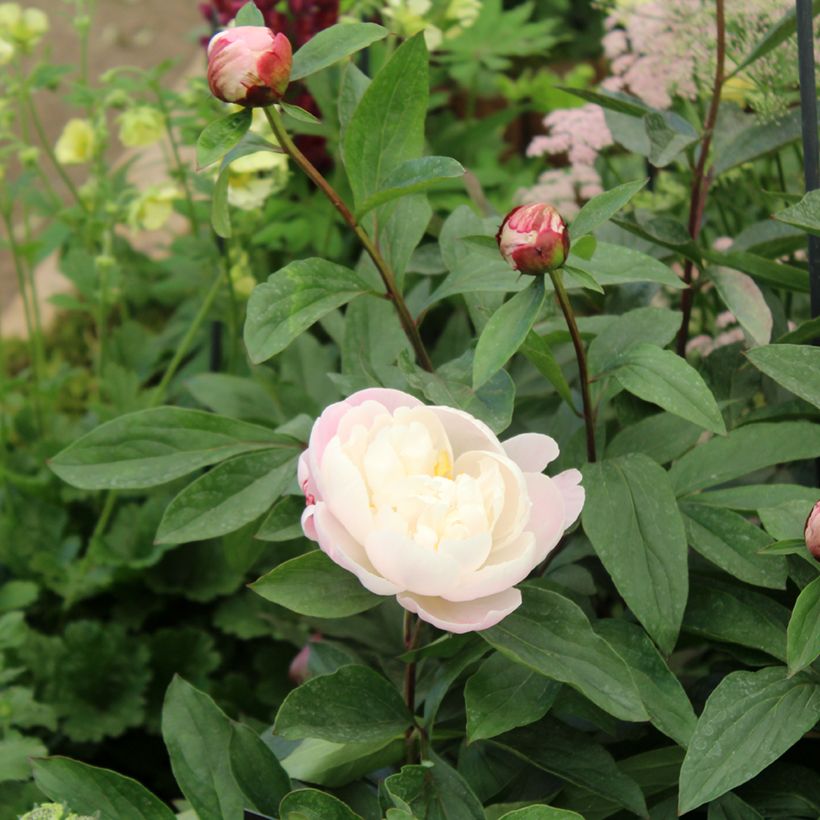 Peónia chinesa Gardenia (Folhagem)