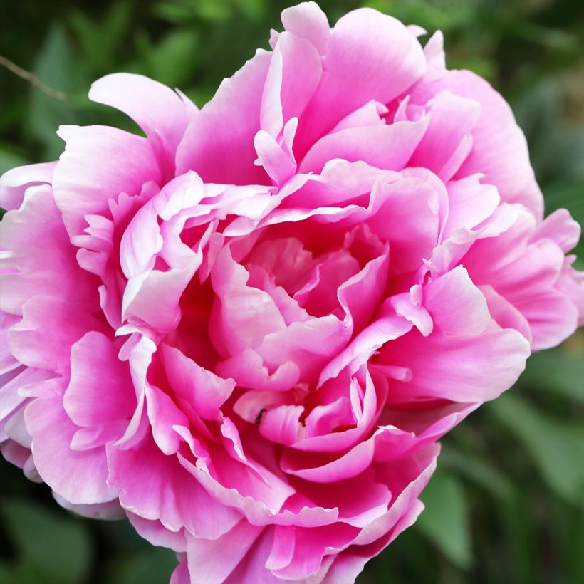 Peónia chinesa Jacorma (Floração)