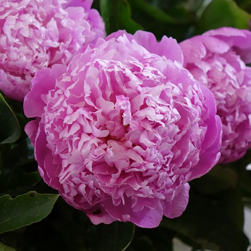 Peónia chinesa Jacorma (Floração)
