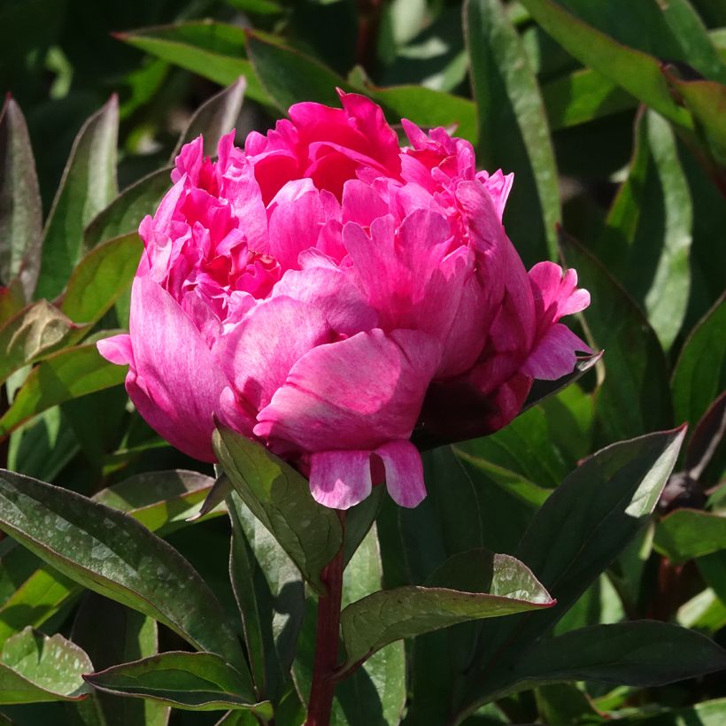 Peónia chinesa Kansas (Floração)