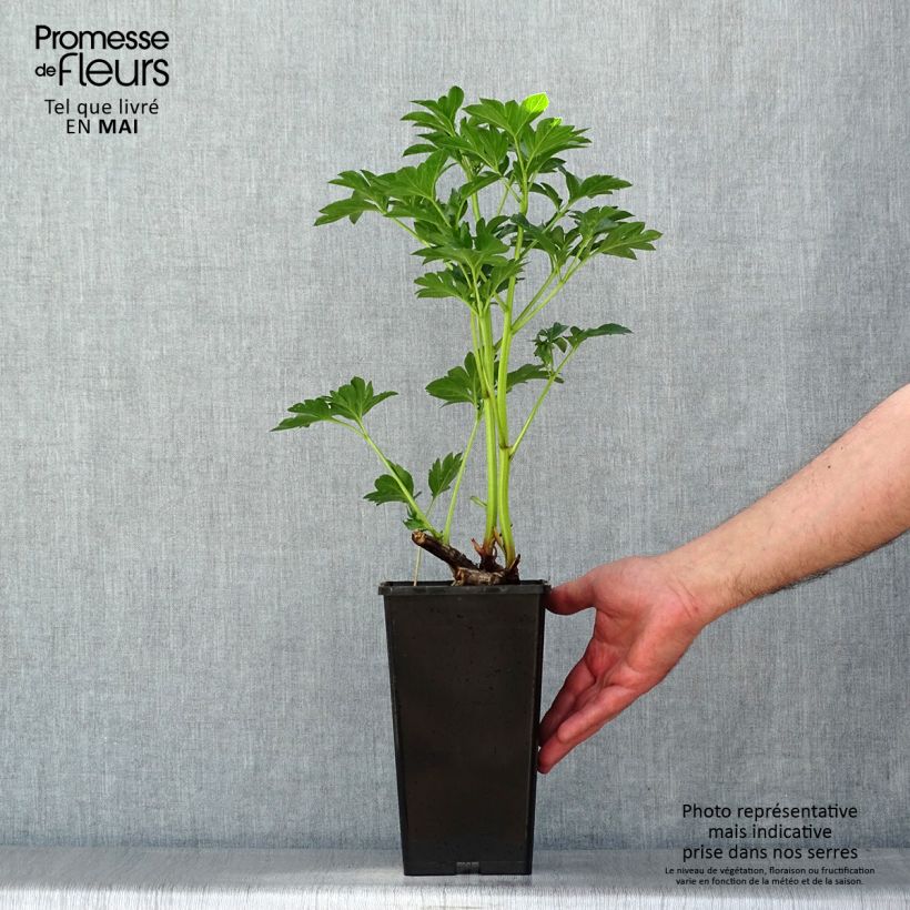 Amostra de Peónia chinesa King's Day Vaso de 3 L/4 L tal como entregue na primavera