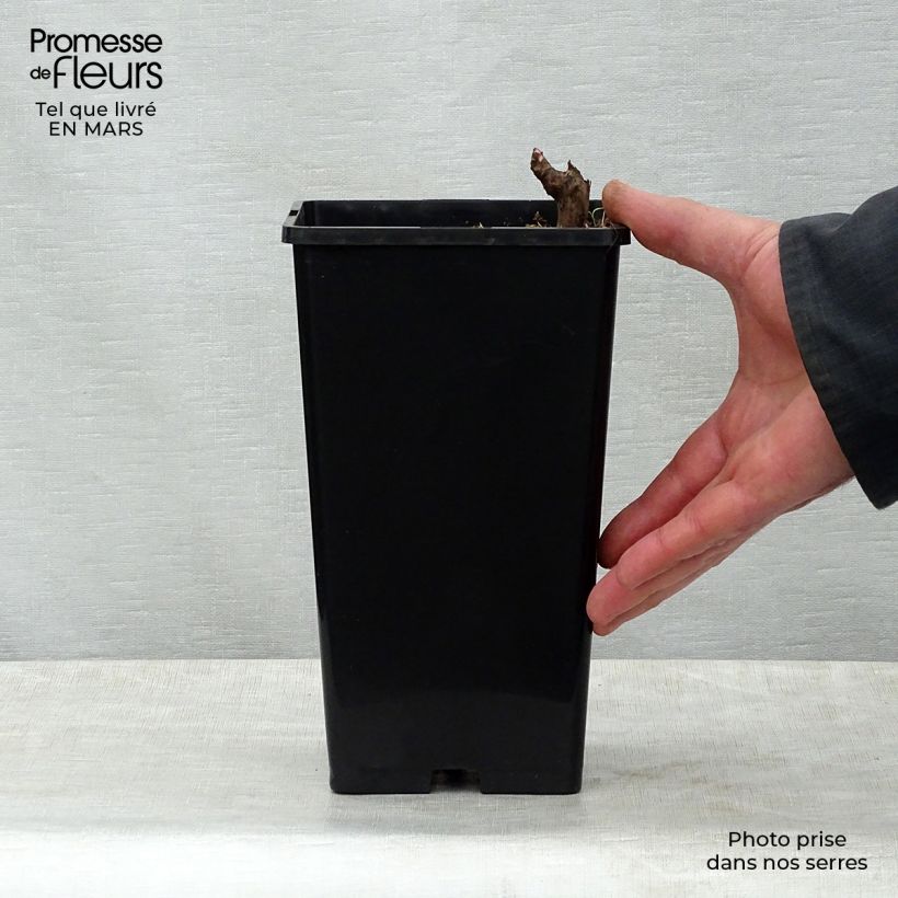 Amostra de Pivoine lactiflora Marie Lemoine Vaso de 3 L/4 L tal como entregue na primavera