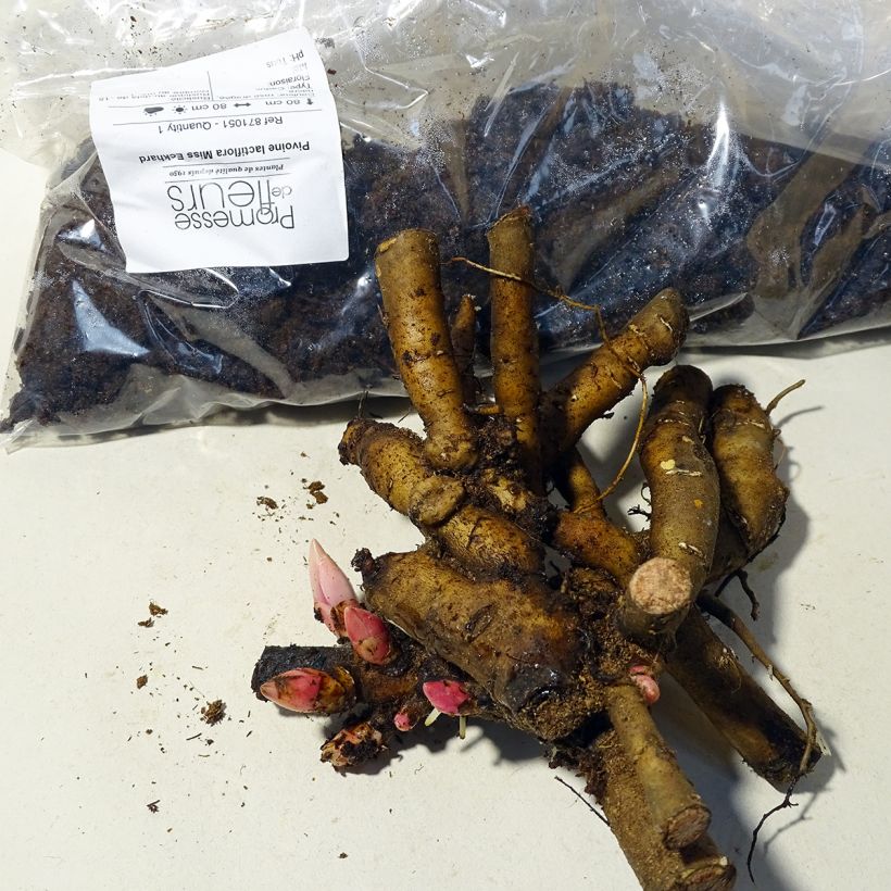 Exemplo de amostra de Pivoine lactiflora Miss Eckhardt Cepo 3/5 olhos tal como entregue