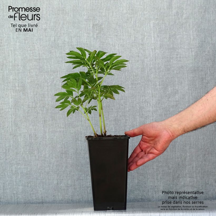 Amostra de Pivoine lactiflora Miss Eckhardt Vaso de 3 L/4 L tal como entregue na primavera