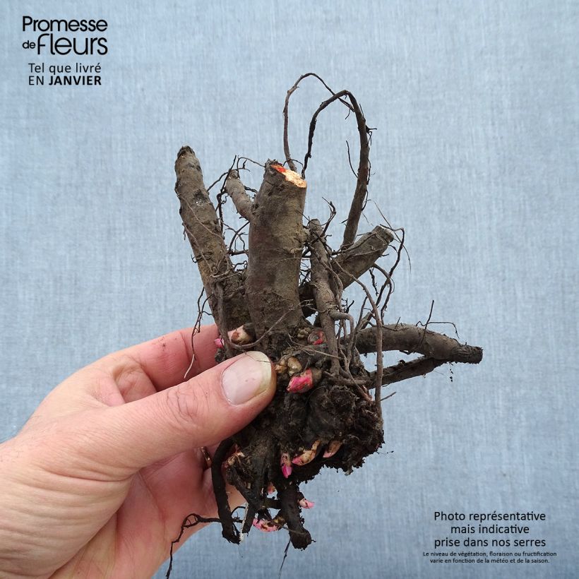 Amostra de Peónia chinesa Monsieur Jules Elie Cepo 3/5 olhos tal como entregue no inverno