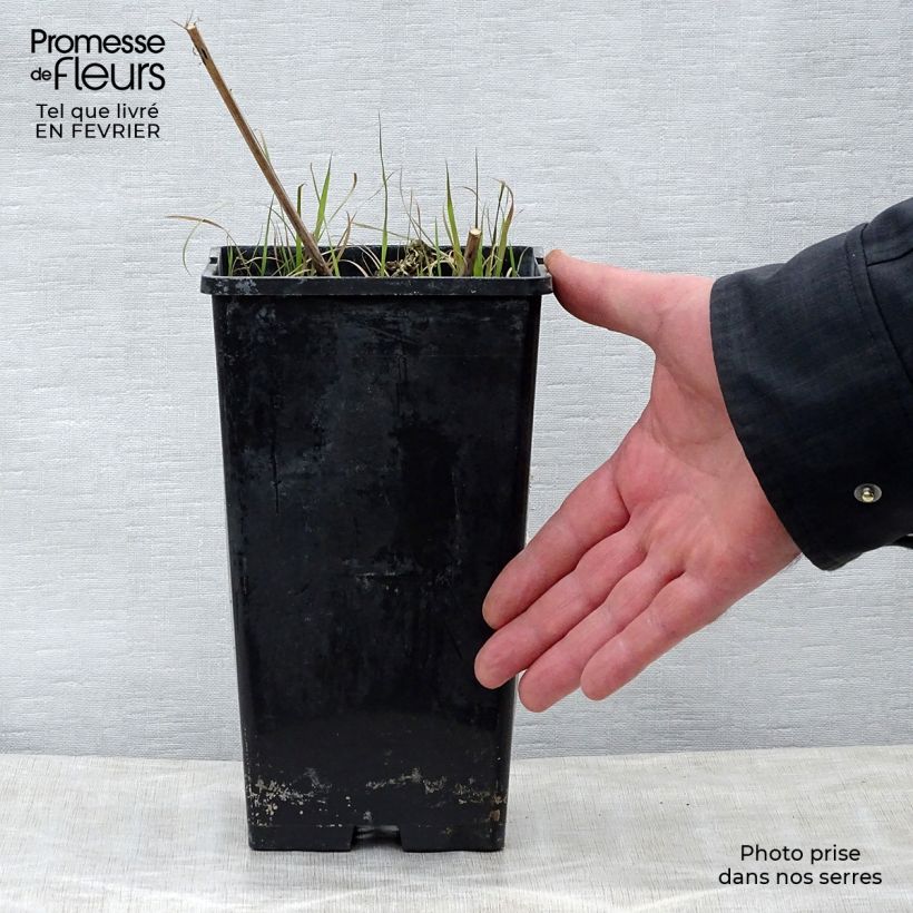 Amostra de Pivoine lactiflora Nippon Beauty Vaso de 3 L/4 L tal como entregue no inverno