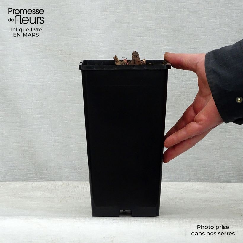 Amostra de Peónia chinesa Nippon Beauty Vaso de 3 L/4 L tal como entregue na primavera