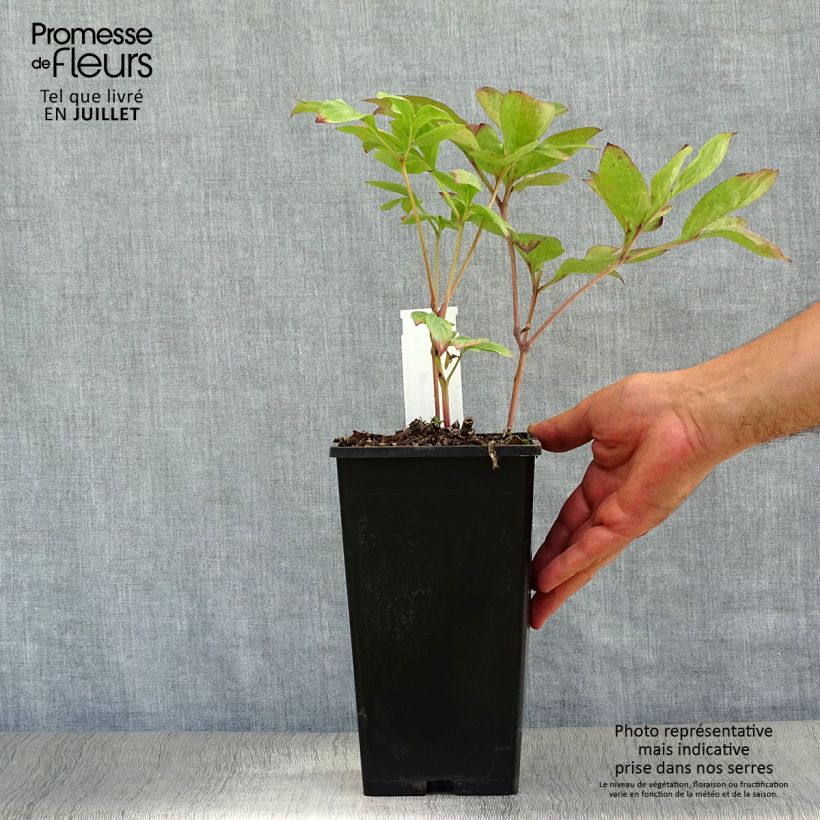 Amostra de Peónia chinesa Nippon Beauty Vaso de 3 L/4 L tal como entregue no verão
