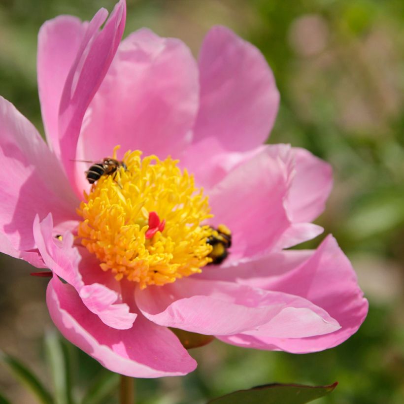 Peónia chinesa Nymphe (Floração)