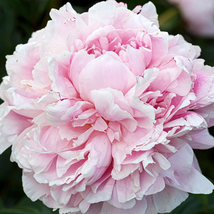 Peónia chinesa Président Taft - Paeonia lactiflora (Floração)