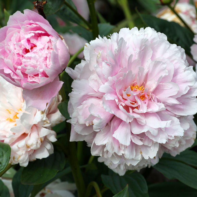 Peónia chinesa Sarah Bernhardt (Floração)