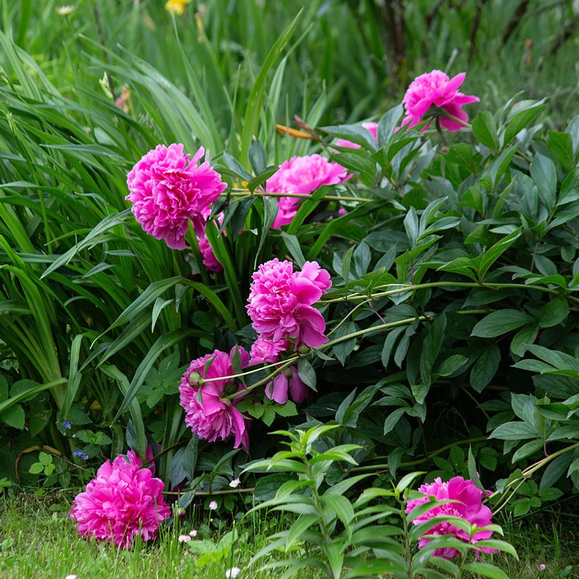 Peónia chinesa Sarah Bernhardt (Hábito)