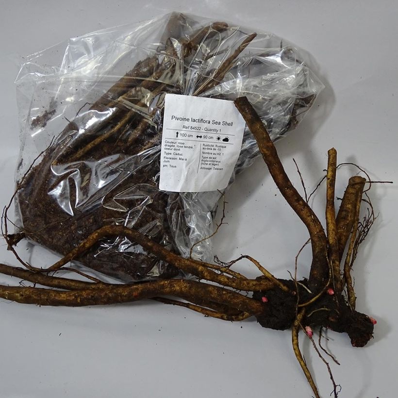 Exemplo de amostra de Pivoine lactiflora Sea Shell Cepo 3/5 olhos tal como entregue