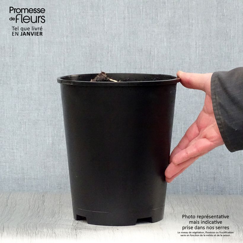 Amostra de Peónia chinesa Solange Vaso de 3 L/4 L tal como entregue no inverno