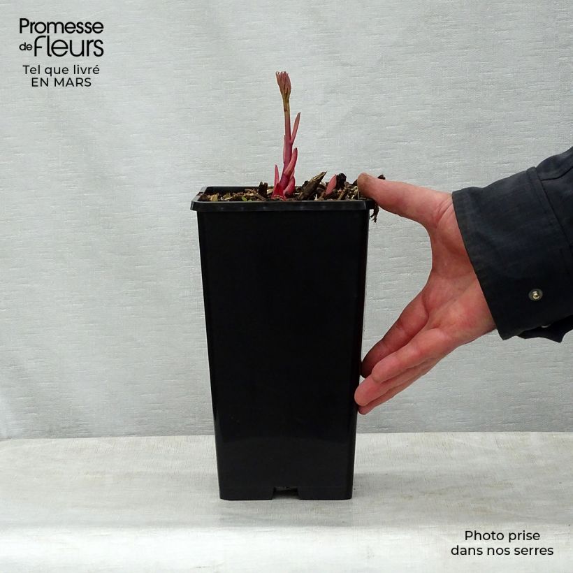 Amostra de Peónia chinesa Sorbet Vaso de 3 L/4 L tal como entregue na primavera