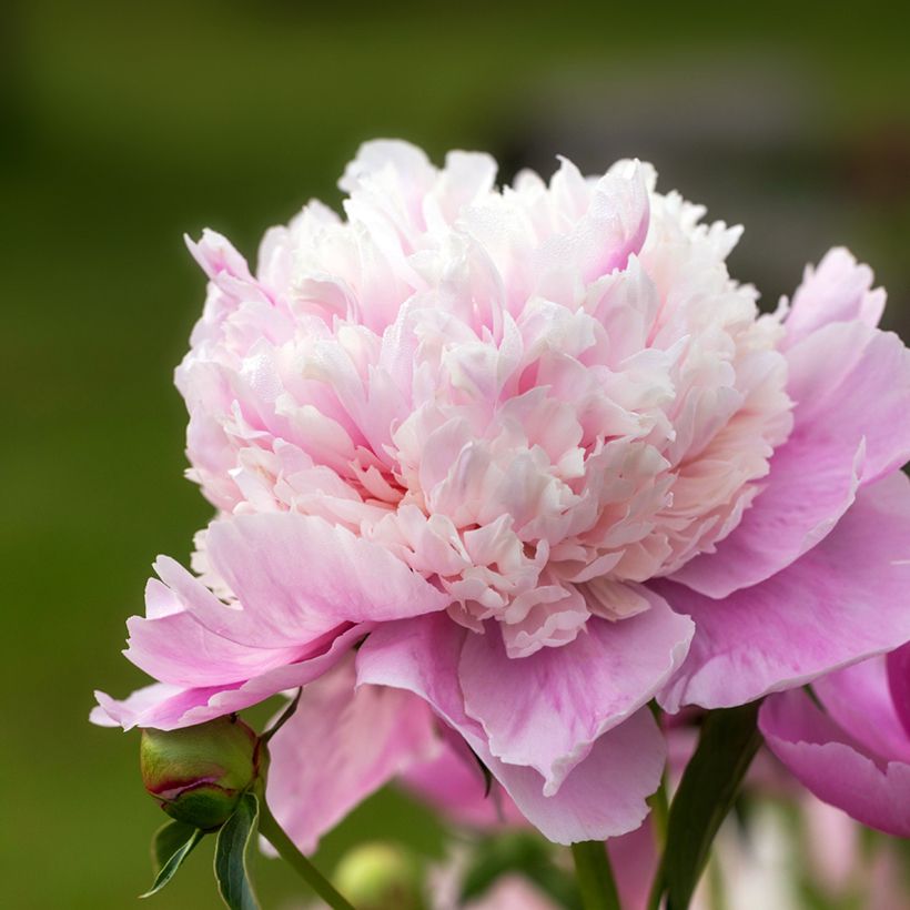 Peónia chinesa Sorbet (Floração)