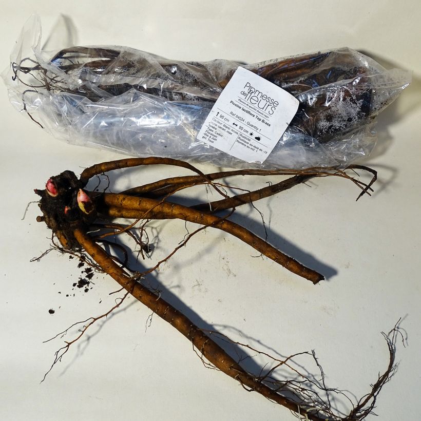 Amostra de Pivoine lactiflora Top Brass Cepo 3/5 olhos tal como entregue no inverno