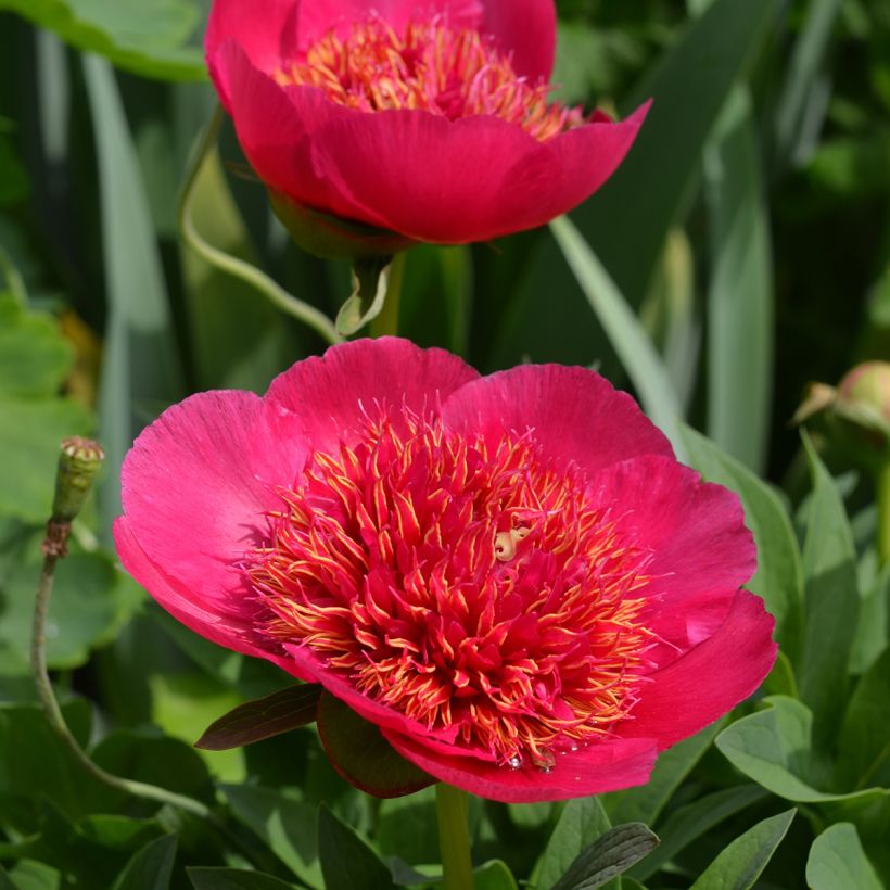 Paeonia officinalis Anemoniflora (Floração)