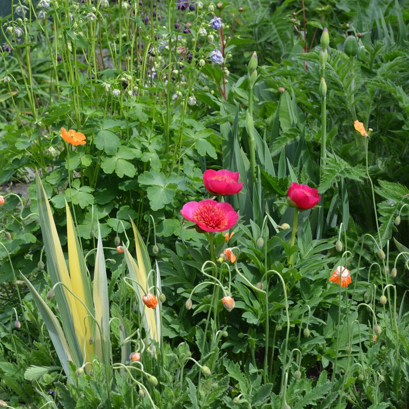 Paeonia officinalis Anemoniflora (Hábito)
