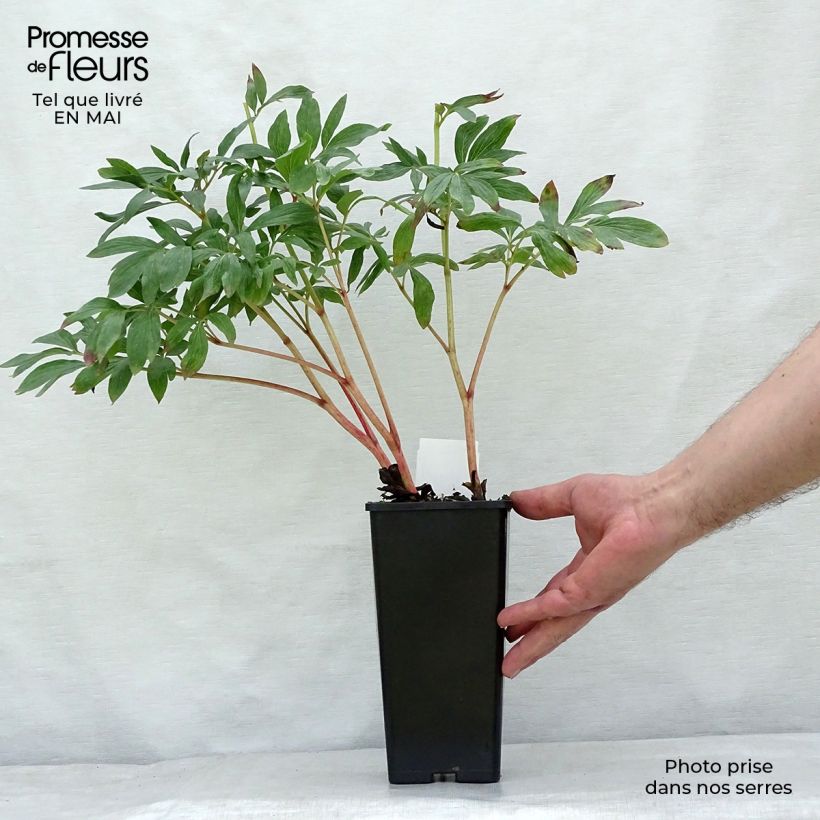 Amostra de Paeonia officinalis Rosea Plena Vaso de 12 cm/13 cm tal como entregue na primavera
