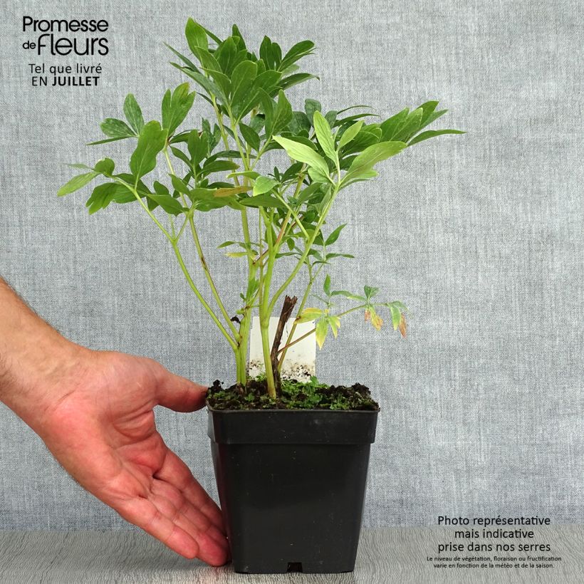 Amostra de Paeonia officinalis Rosea Plena Vaso de 12 cm/13 cm tal como entregue no verão