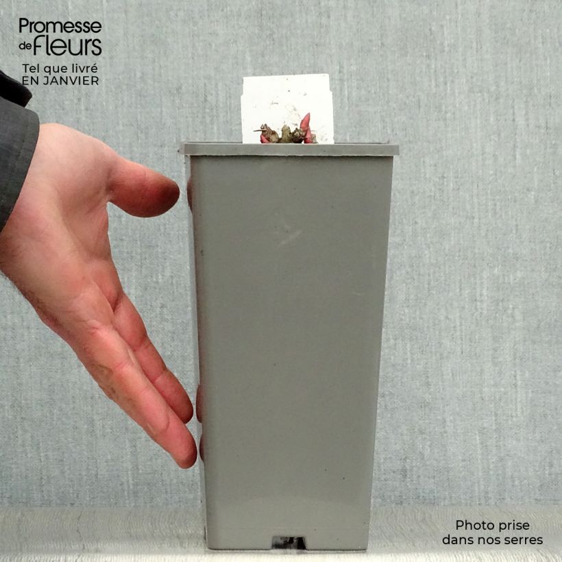 Amostra de Pivoine officinale Rosea Plena Vaso de 12 cm/13 cm tal como entregue no inverno