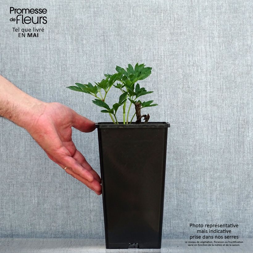 Amostra de Paeonia officinalis Rubra Plena Vaso de 12 cm/13 cm tal como entregue na primavera