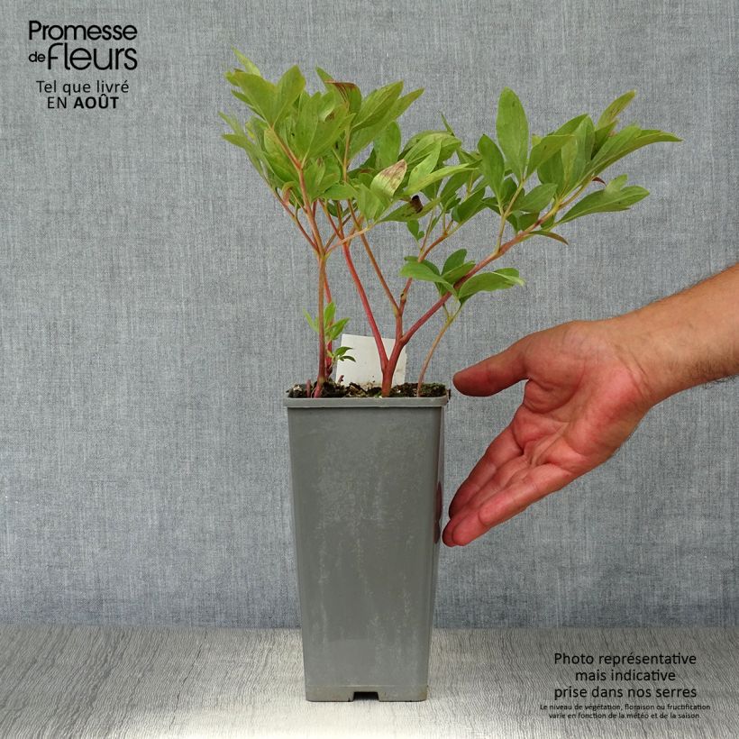 Amostra de Paeonia officinalis Rubra Plena Vaso de 12 cm/13 cm tal como entregue no verão