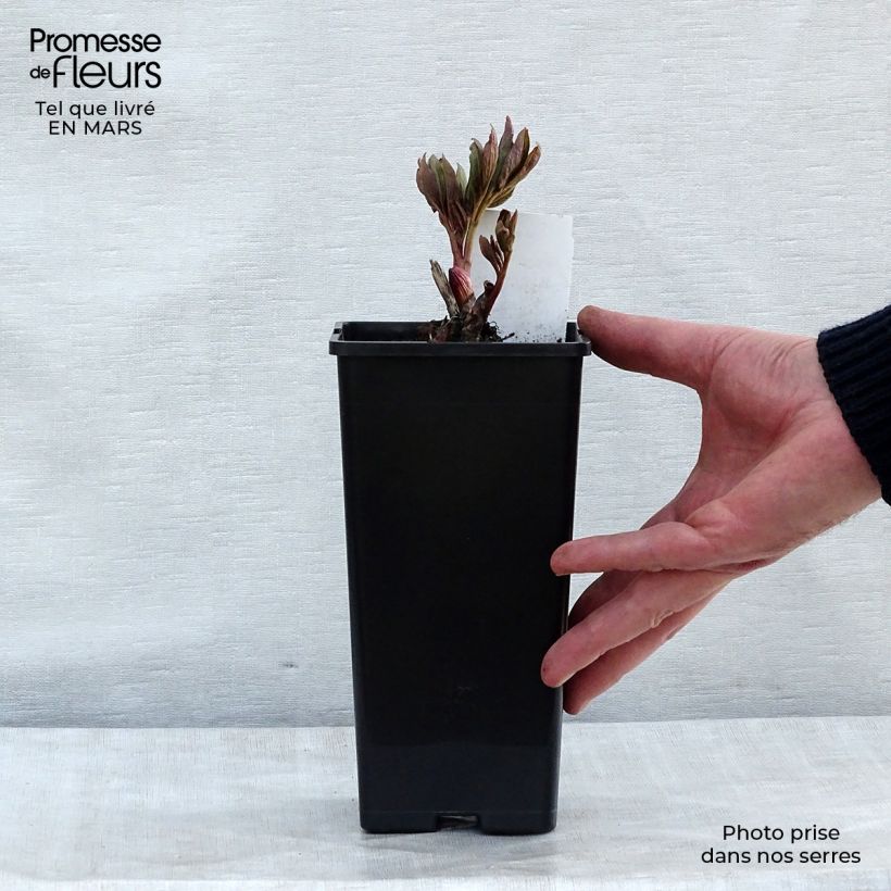 Amostra de Pivoine officinale Rubra Plena Vaso de 12 cm/13 cm tal como entregue no inverno