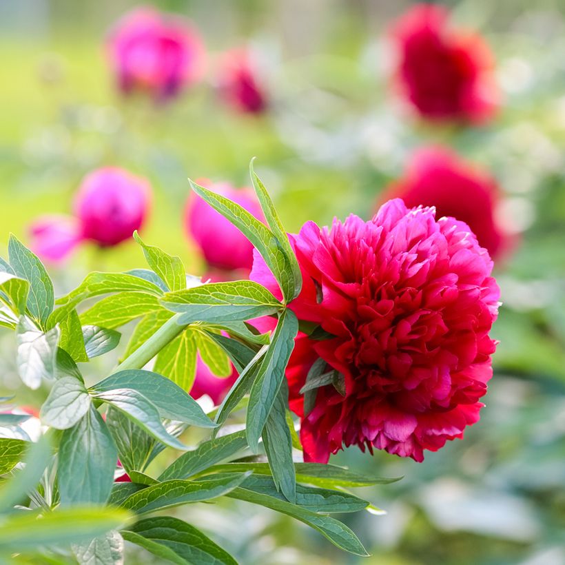 Paeonia officinalis Rubra Plena (Floração)