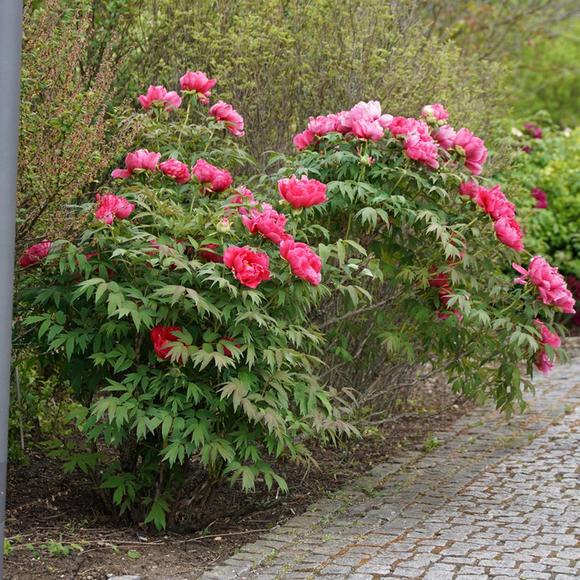 Paeonia officinalis Rubra Plena (Hábito)