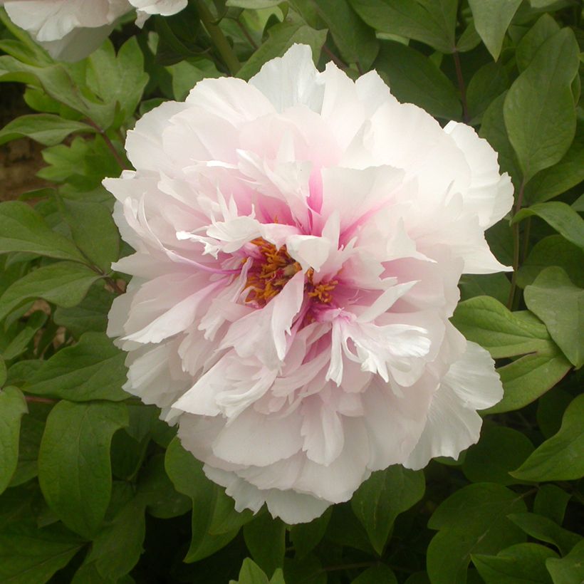 Peónia arbustiva Xue Ying Tao Hua - Paeonia suffruticosa (Floração)