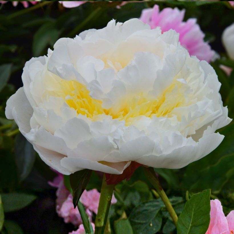 Peónia chinesa Blush Queen - Paeonia lactiflora (Floração)