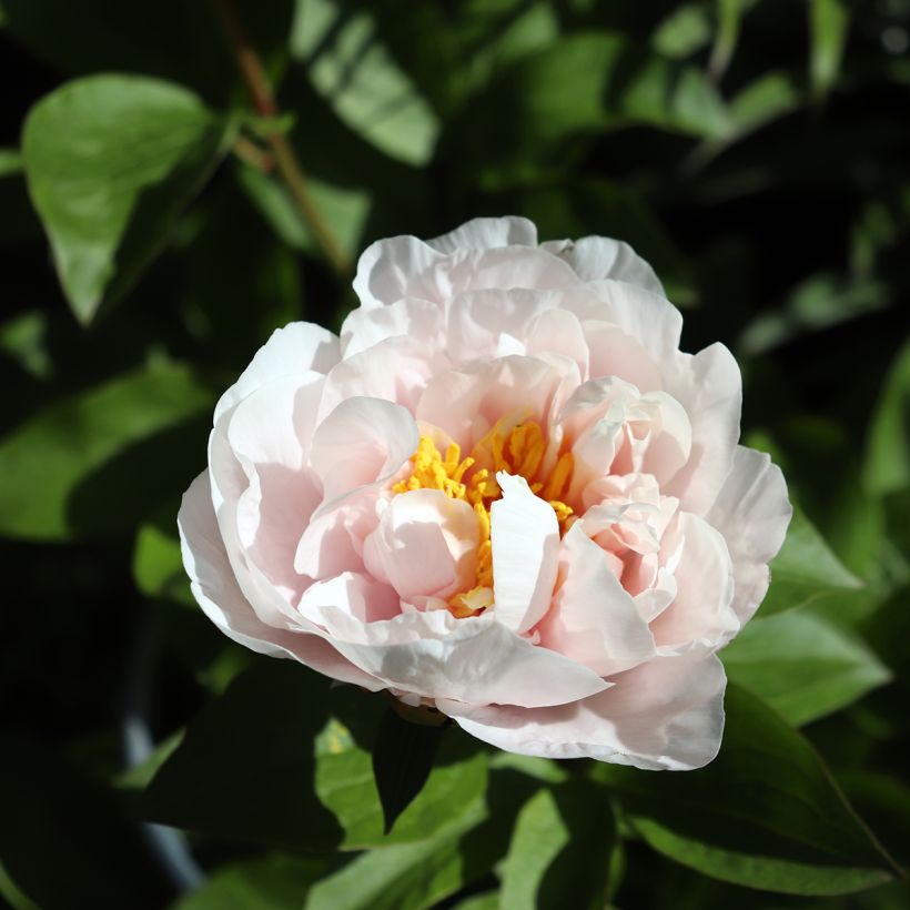 Paeonia Blushing Princess (Floração)