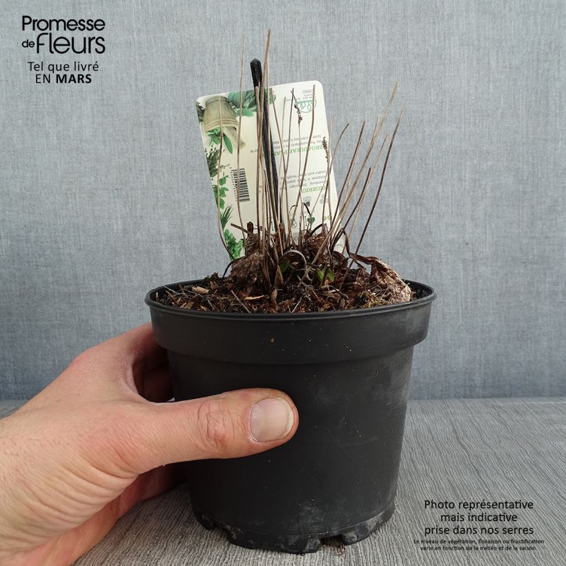 Amostra de Plantago major Atropurpurea - Grand plantain pourpre Pot de 1,5L/2L tal como entregue no inverno