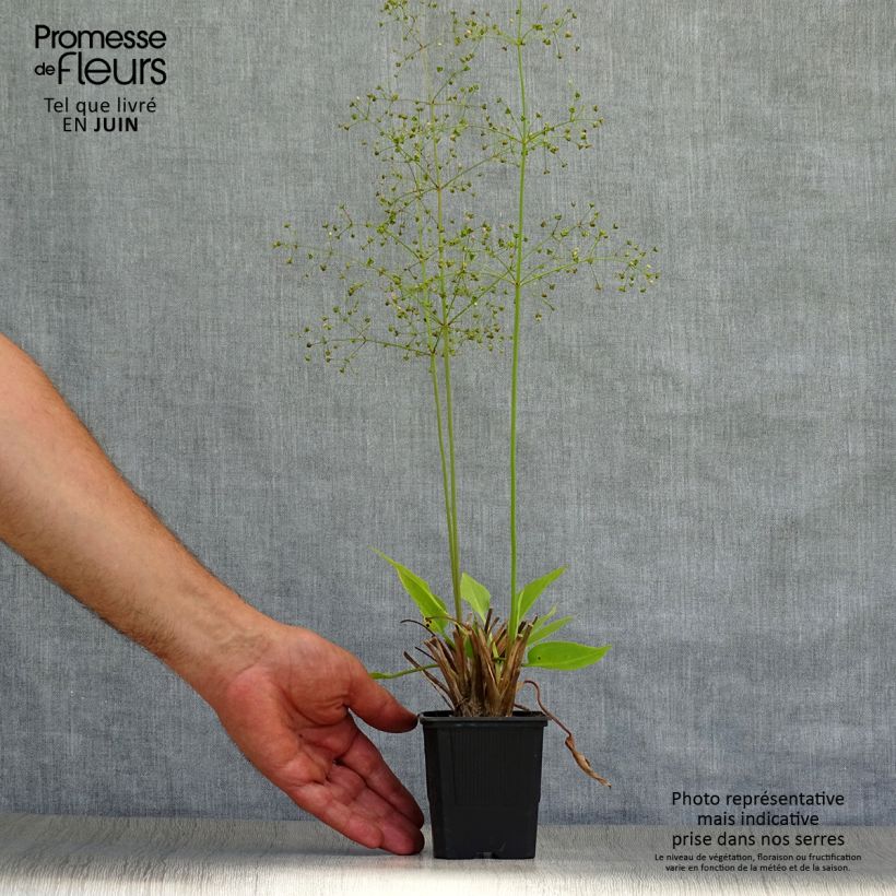 Amostra de Alisma plantago Vaso de 8/9 cm tal como entregue no verão