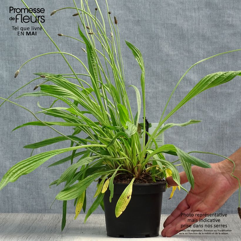 Amostra de Tanchagem-pequena  - Plantago lanceolata Vaso de 1,5 L/2 L tal como entregue na primavera
