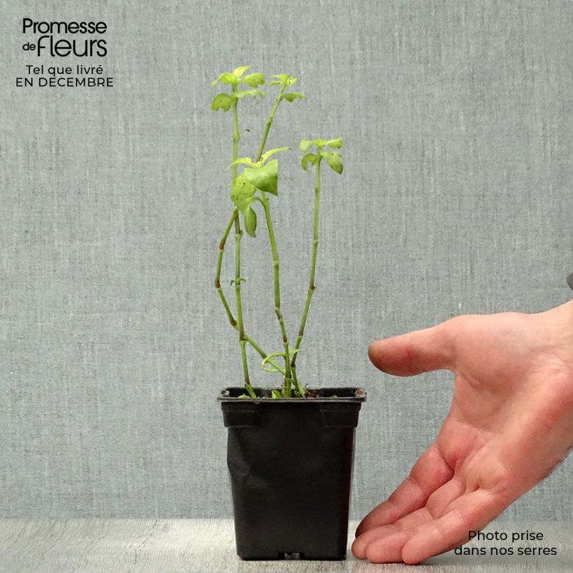 Amostra de Plante Champignon - Rungia klossii  Godet de 7/8 cm tal como entregue no inverno