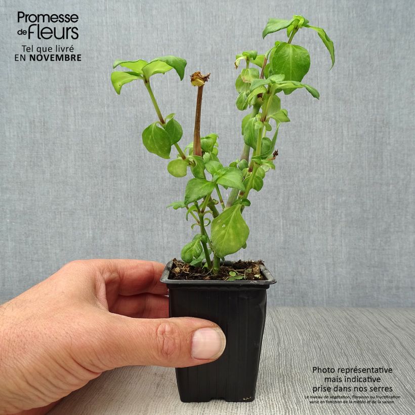 Amostra de Kloss, planta do cogumelo Vaso de 7/8 cm tal como entregue no outono