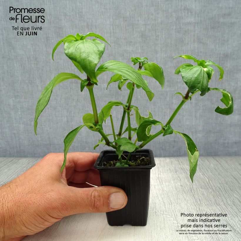 Amostra de Kloss, planta do cogumelo Vaso de 7/8 cm tal como entregue no verão