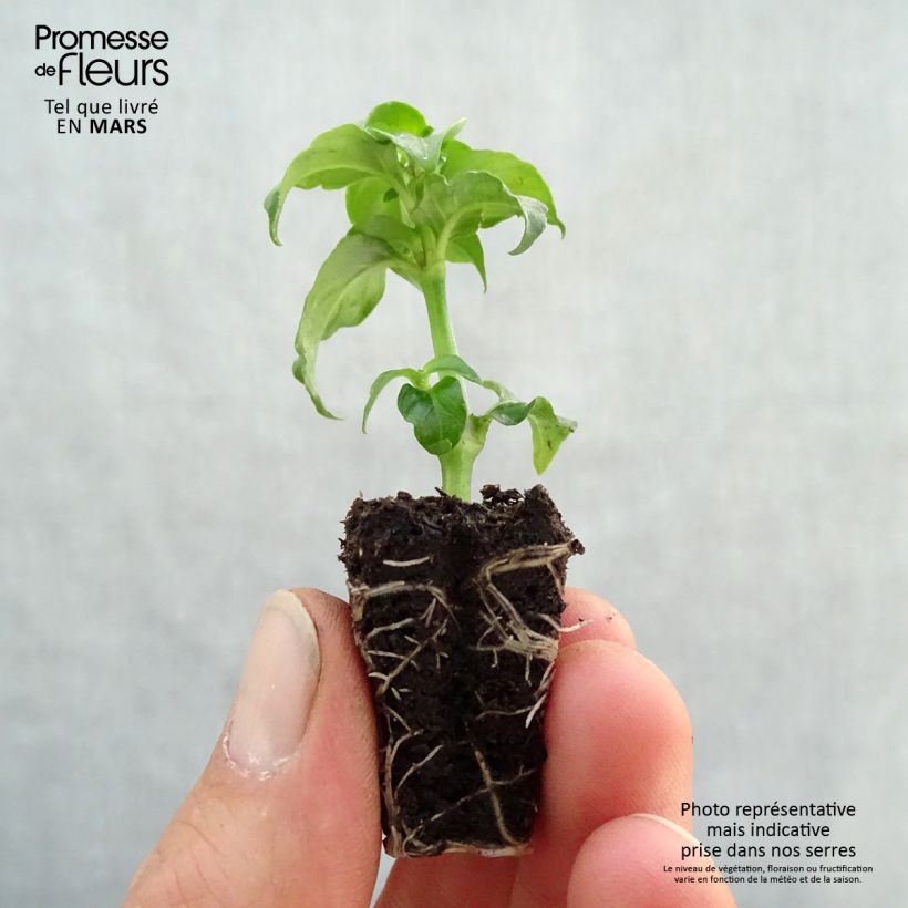 Amostra de Plante Champignon - Rungia klossii  Mini-motte Ø 3/4 cm tal como entregue na primavera