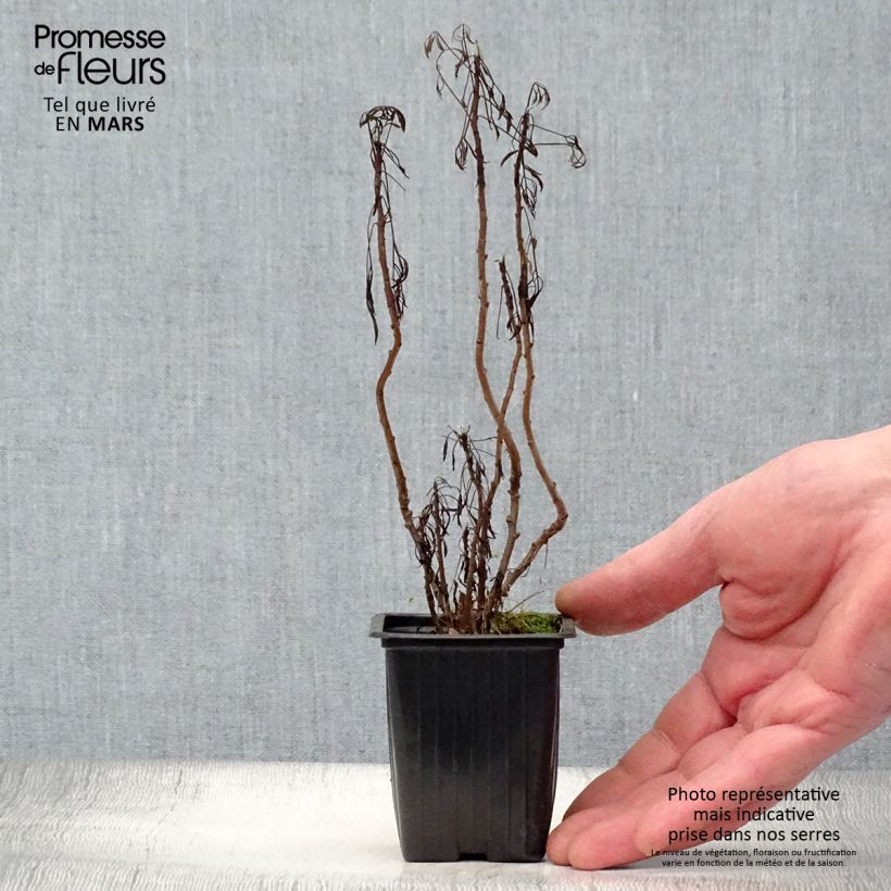 Amostra de Abrótano Maritima - Artemisia abrotanum var. maritima Vaso de 7/8 cm tal como entregue na primavera