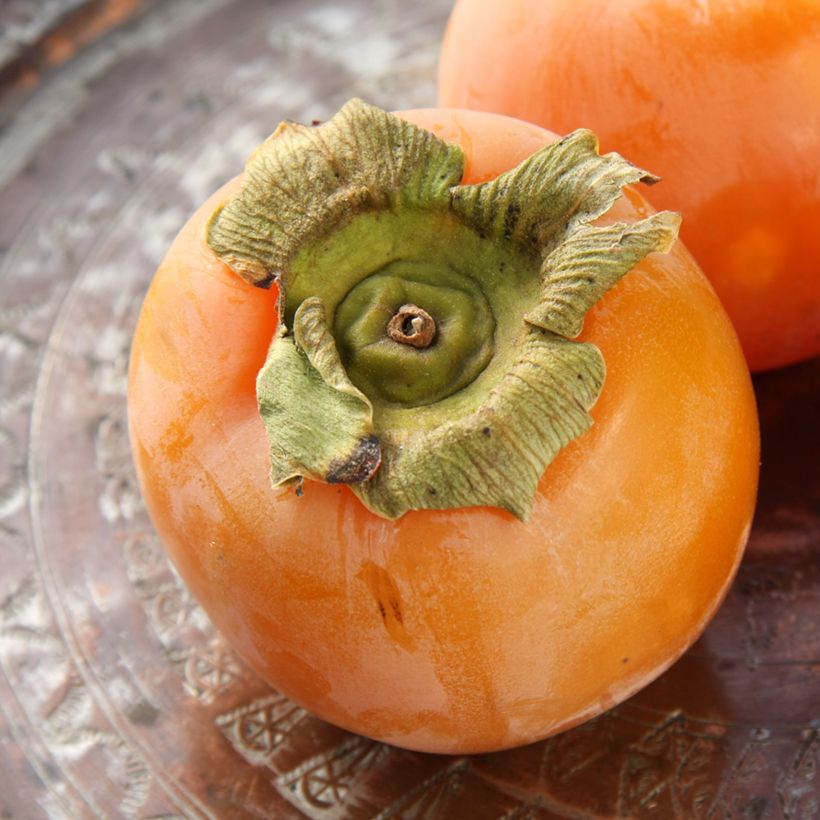 Diospireiro Budapest - Diospyros kaki (Colheita)