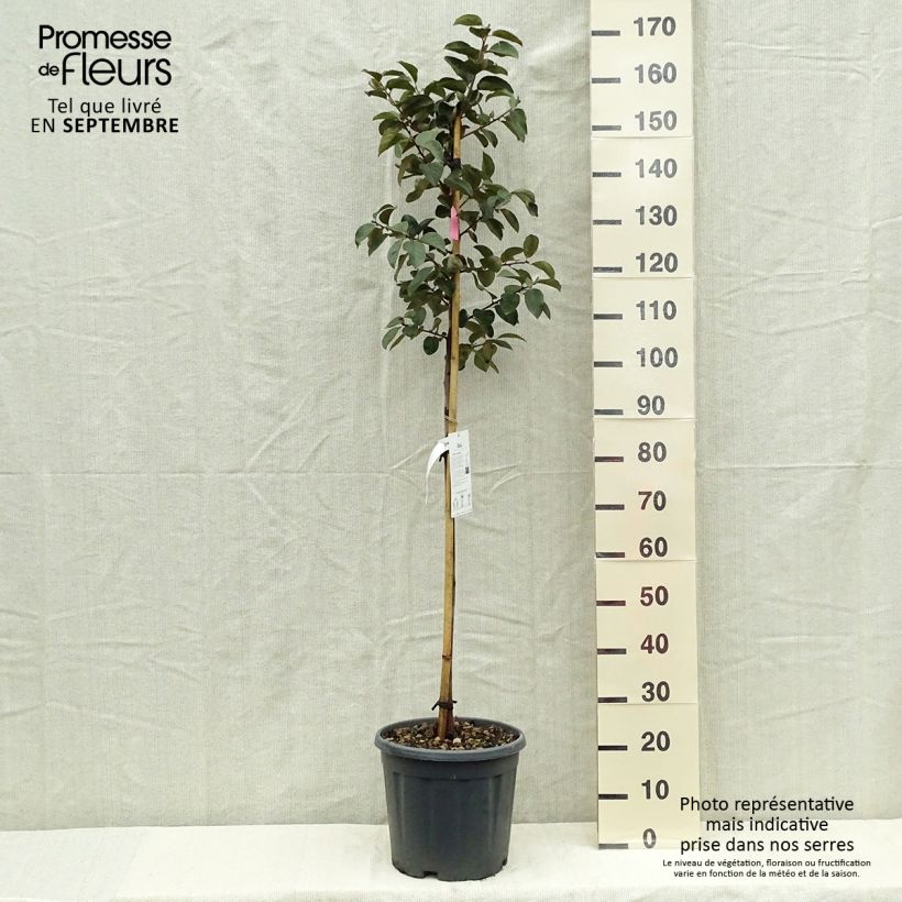 Amostra de Diospireiro Tipo - Diospyros kaki Vaso de 12 L/15 L, Meia haste tal como entregue no outono